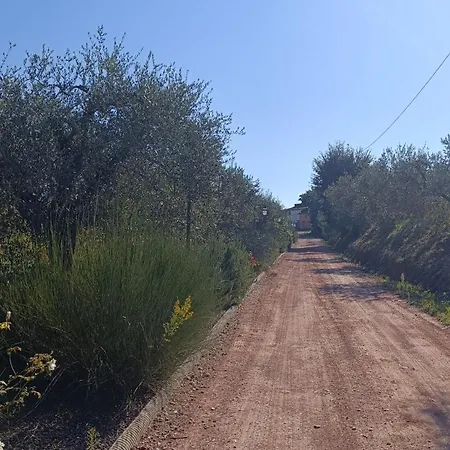 Tenuta L'oliveta Crespina