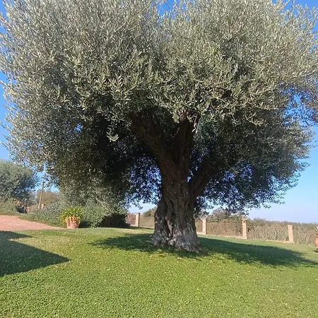 Tenuta L'oliveta